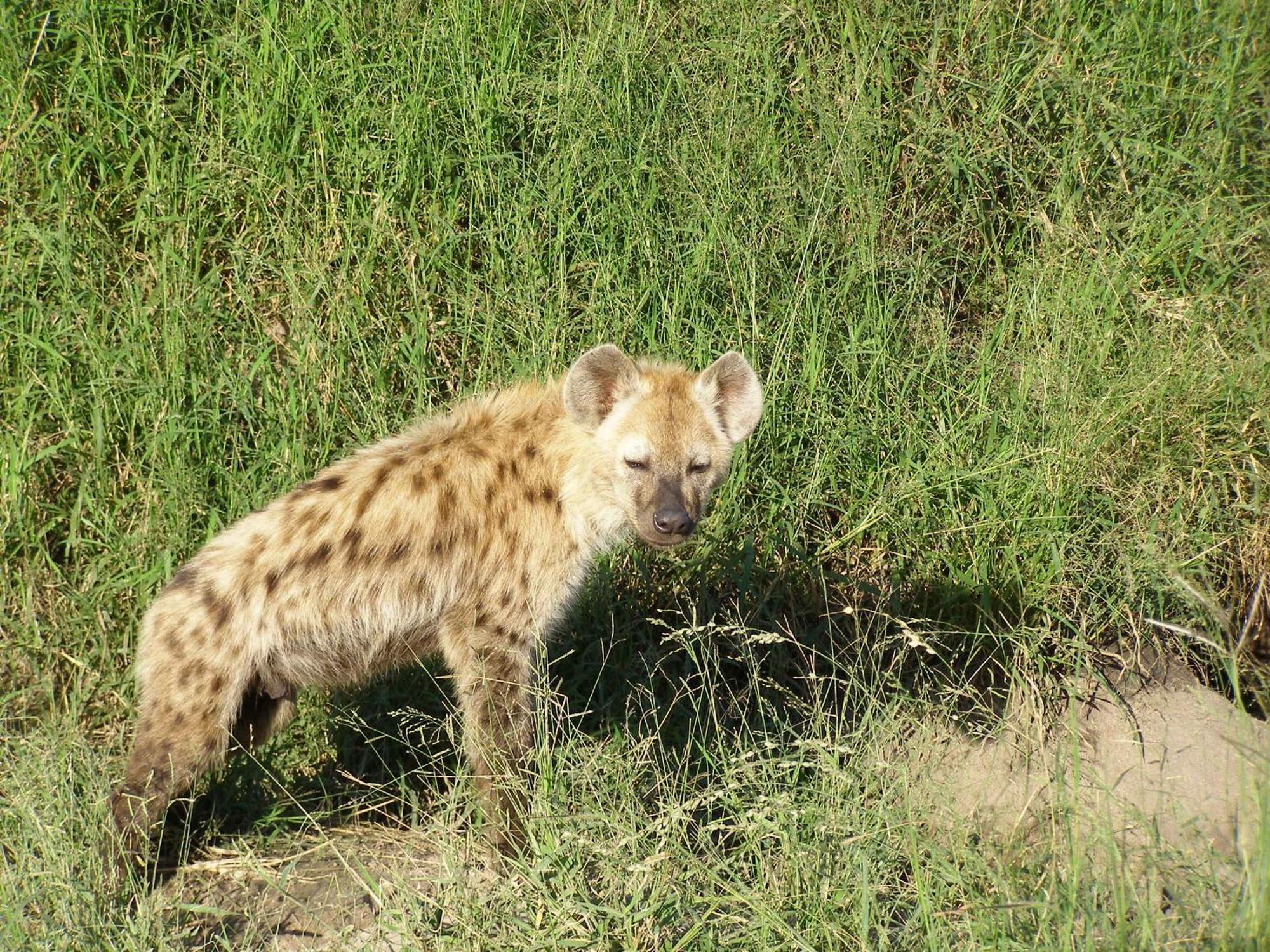 Thornybush Simbambili Lodge サビ・サンド動物保護区 エクステリア 写真